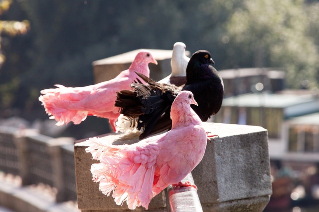 平湖教育的 平湖教育的