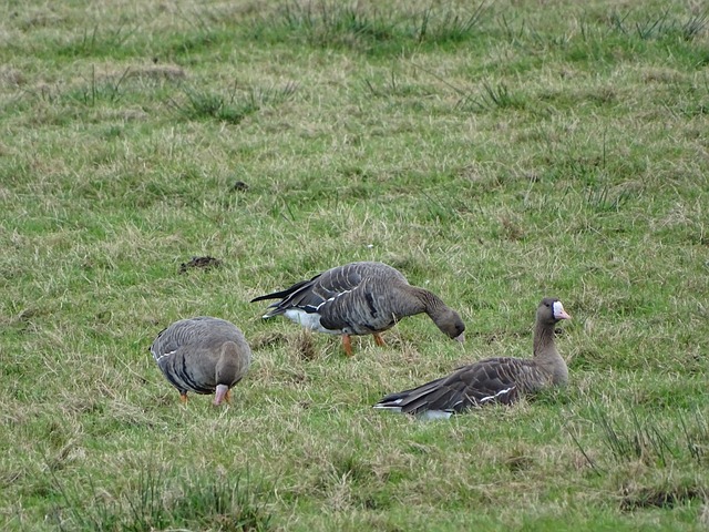 原创视频挑 原创视频挑
